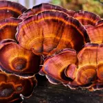 Cos'è il reishi e a cosa serve