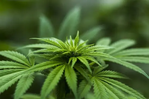 Marijuana light sequestrata in Irpinia, undici quintali distrutti sul posto