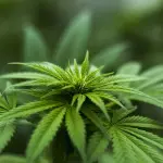 Marijuana light sequestrata in Irpinia, undici quintali distrutti sul posto