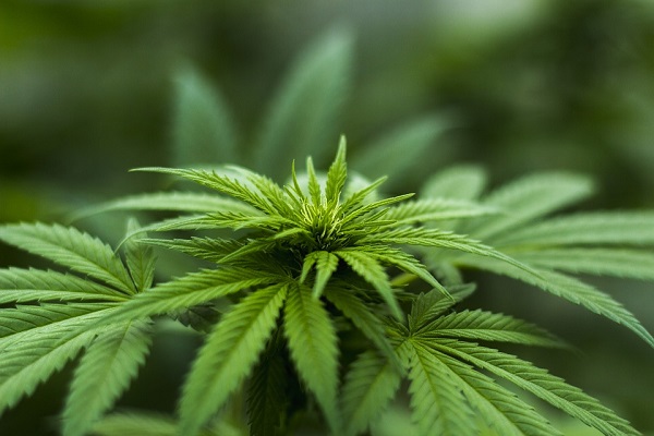 Marijuana light sequestrata in Irpinia, undici quintali distrutti sul posto