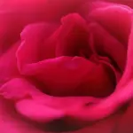 Corsi di seduzione: un trend in grande crescita