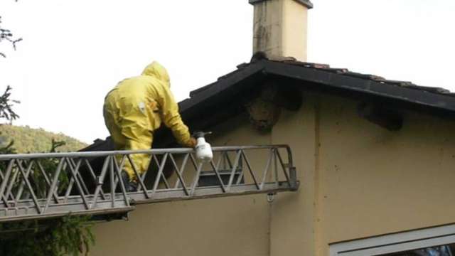 Benevento: allarme calabroni,  decine di chiamate al centralino dei vigili del fuoco