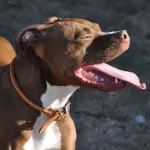 Montoro, due Pitbull scavalcano il cancello ed uccidono il cane del vicino