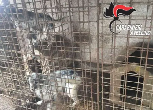 Montoro, Cani maltrattati, uno morto tra stenti e sofferenze: Denunciato 65enne!
