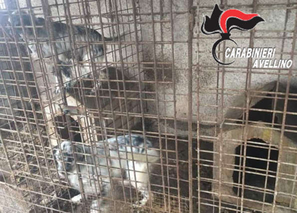 Montoro, Cani maltrattati, uno morto tra stenti e sofferenze: Denunciato 65enne!