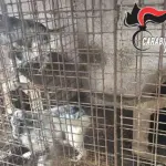 Montoro, Cani maltrattati, uno morto tra stenti e sofferenze: Denunciato 65enne!