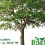 Con il Forum dei Giovani di Montoro “Per fare un albero ci vuole un GIOCO!”