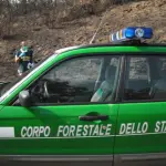 Alleva cinghiali illegalmente: una denuncia a Guardia Lombardi