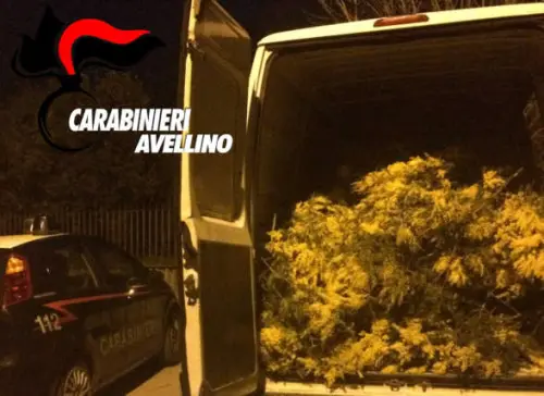 Rubano otto quintali di mimose da vendere durante la festa della donna: denunciati