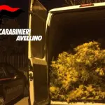 Rubano otto quintali di mimose da vendere durante la festa della donna: denunciati