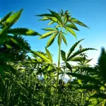 Come coltivare la marijuana light in vaso