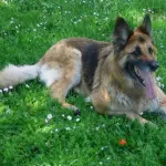 Monteforte Irpino, uccidono cane con esche avvelenate dopo litigio con padrone!