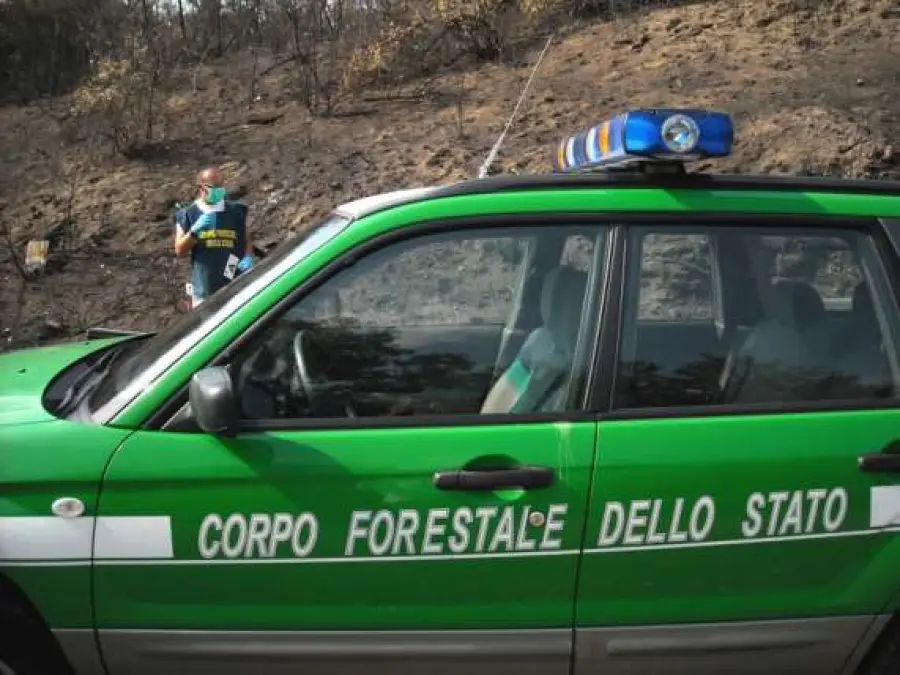 Alleva cinghiali illegalmente: una denuncia a Guardia Lombardi