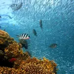 La legge e la pesca subacquea per non professionisti: quali sono le regole