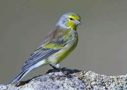 Mugnano del Cardinale, detenzione illegale di Fringillidi: 30enne nei guai