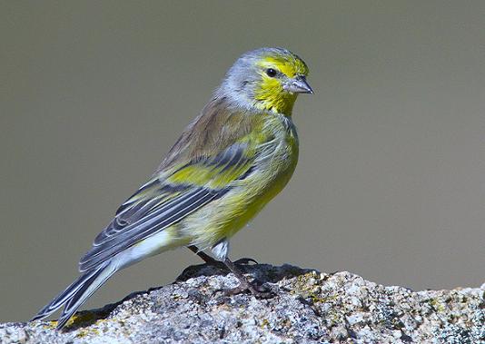 Mugnano del Cardinale, detenzione illegale di Fringillidi: 30enne nei guai