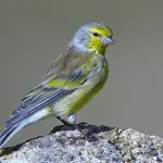 Mugnano del Cardinale, detenzione illegale di Fringillidi: 30enne nei guai