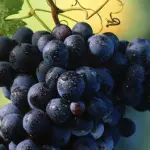 Polo Enologico, il Consiglio di Stato ha accolto il ricorso della Provincia Irpina