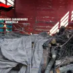 Danneggiano bosco e rubano legname, denunciati due fratelli di Calabritto
