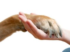 La lega Pro animale  di Castel Volturno (CE) rinnova le cariche sociali